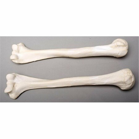 SKELETONS AND MORE Left Humerus Bone SK459677